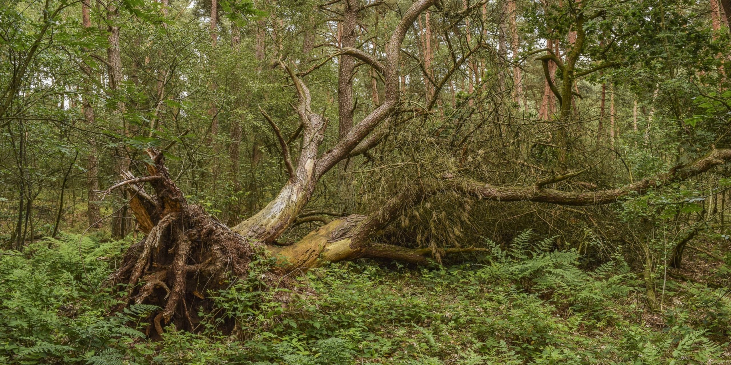 a tree that has been knocked down by a storm but still lives with exposed roots