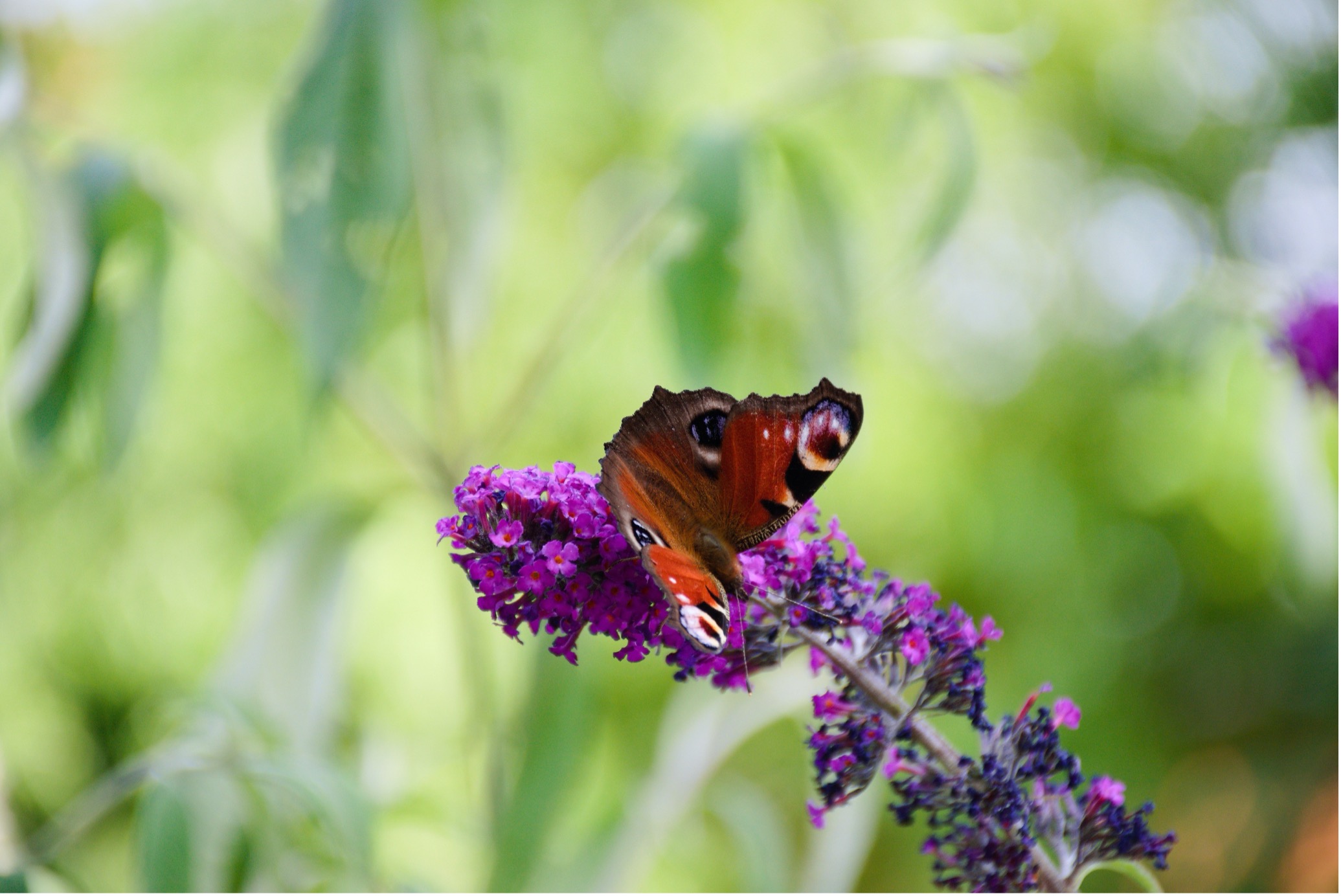red butterfly sitting on purple flower