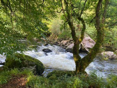 Reflections from Ezekiel 47